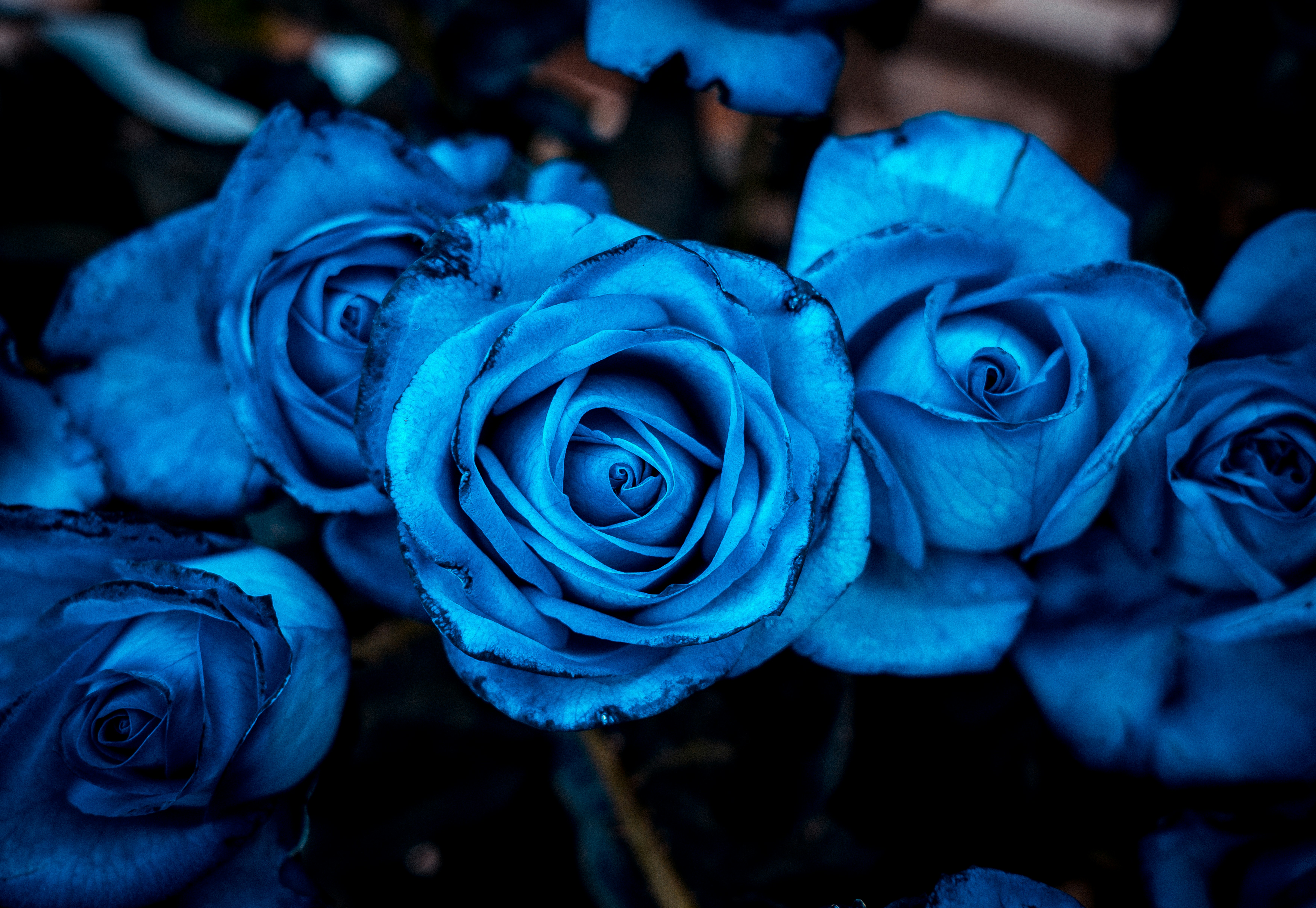 Has the First Natural BLUE Rose Been Found?