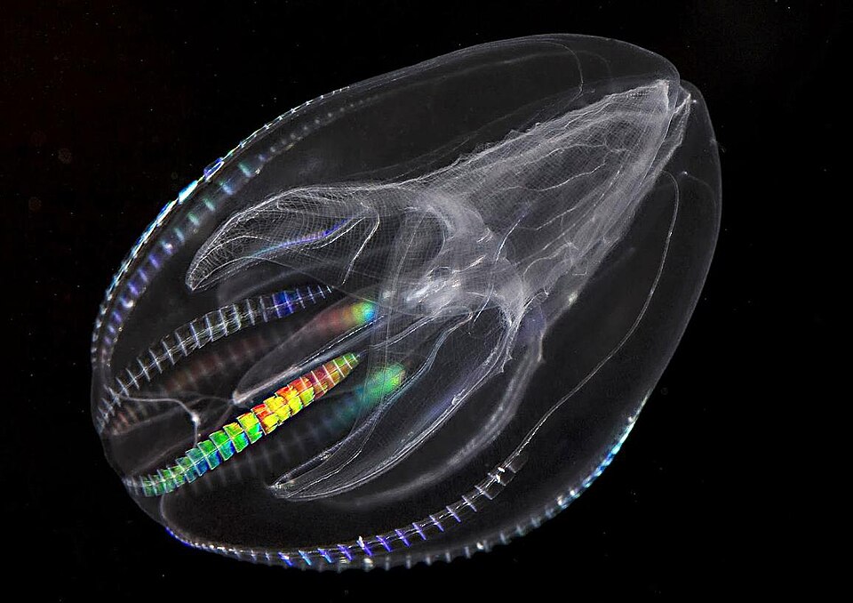 The Warty Comb Jelly Can Age in Reverse. Could humans too ?