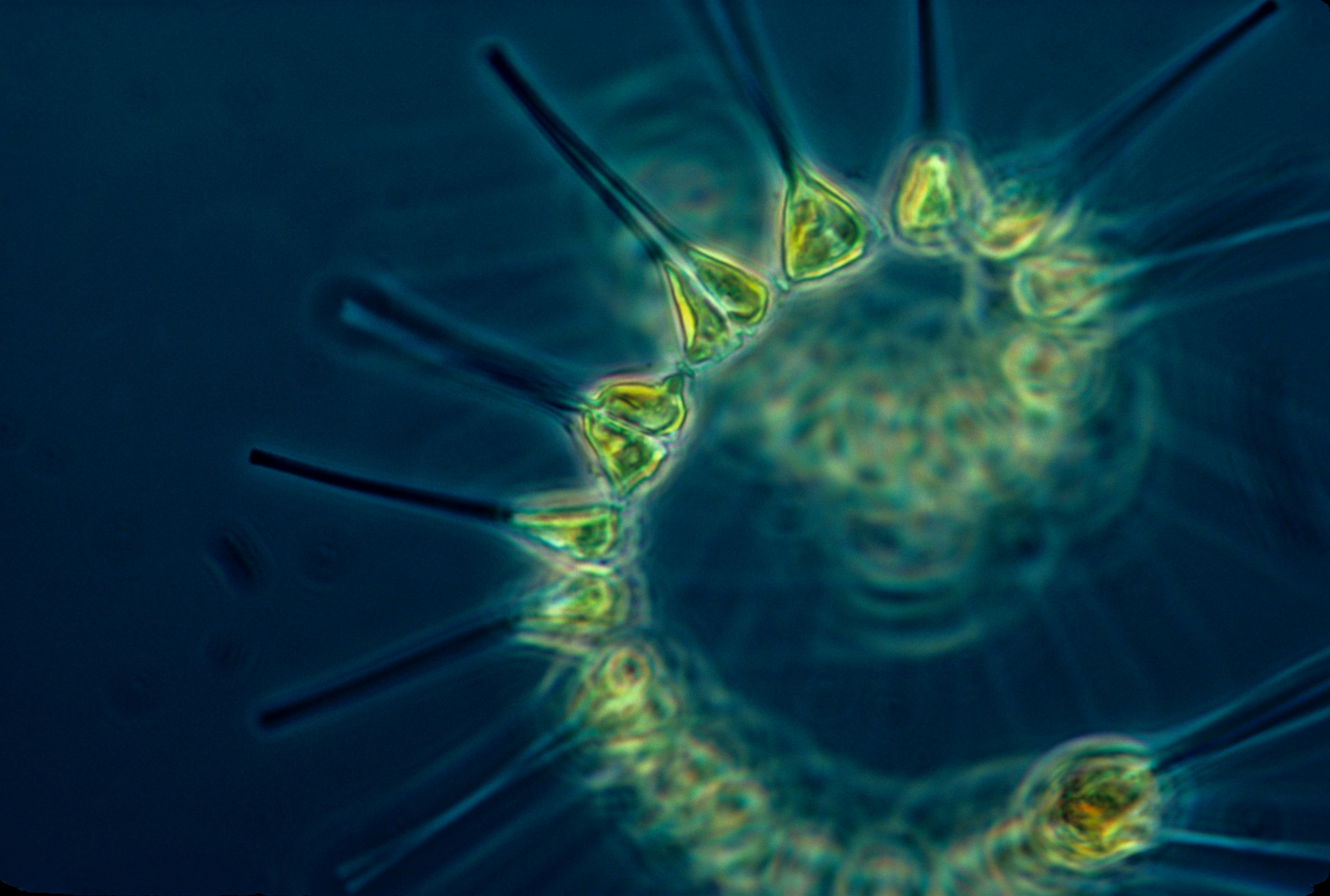 How Hot Can a Cell With a Nucleus Go?