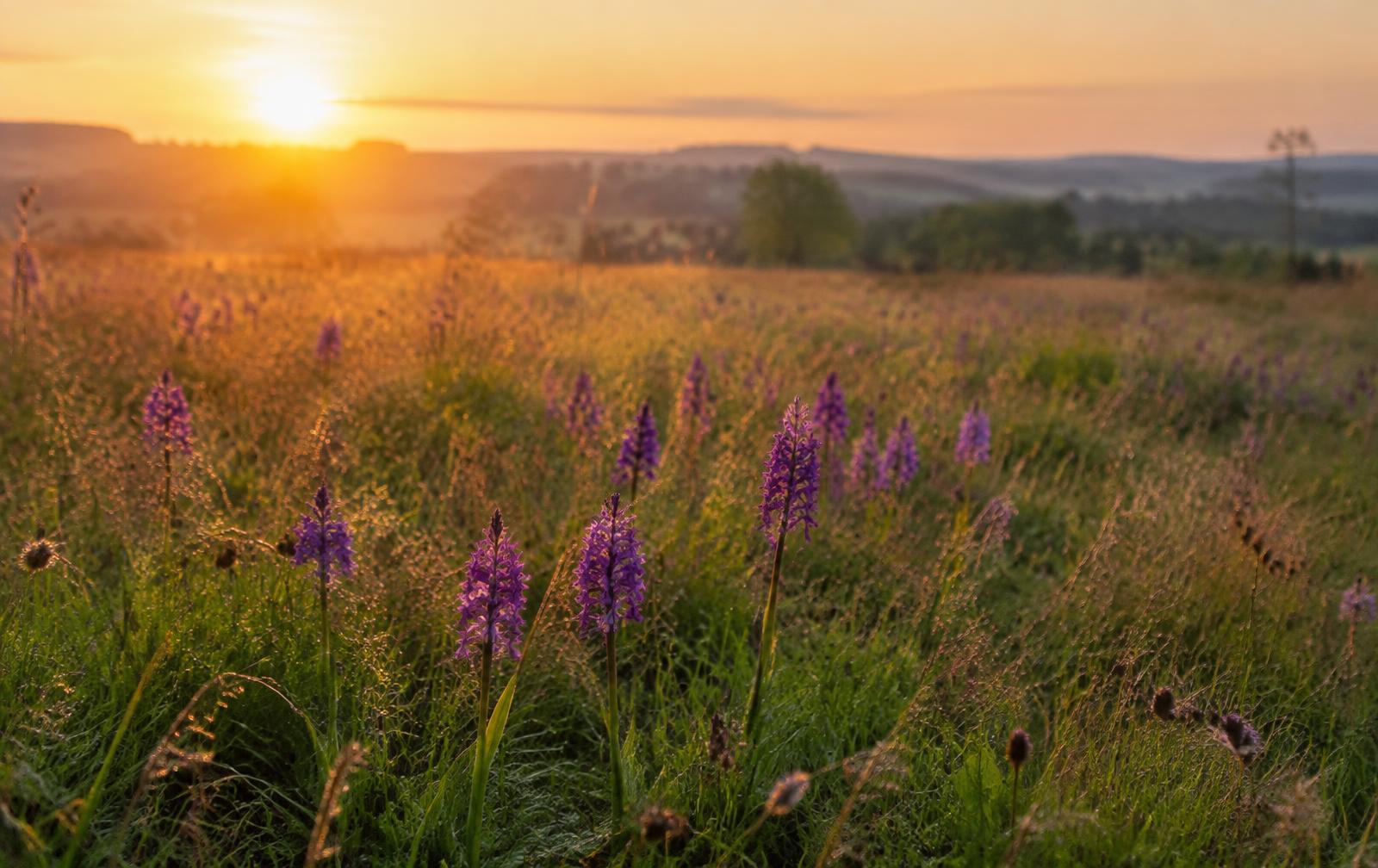 A wildflower meadow full of orchids